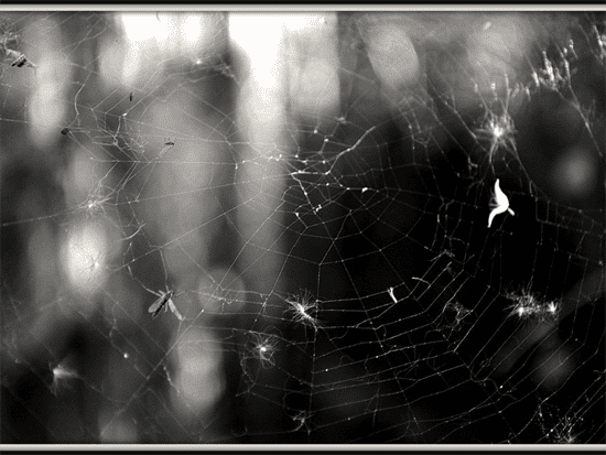 spiderweb copy